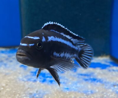 Melanochromis maingano (cyaneorhabdos) 5-6 cm
