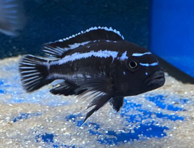 Melanochromis maingano (cyaneorhabdos) 5-6 cm