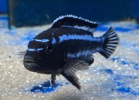 Melanochromis maingano (cyaneorhabdos) 5-6 cm