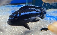 Melanochromis maingano (cyaneorhabdos) 5-6 cm