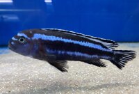 Melanochromis maingano (cyaneorhabdos) 5-6 cm