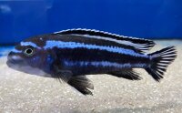 Melanochromis maingano (cyaneorhabdos) 5-6 cm