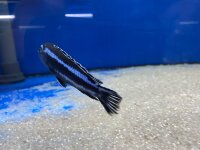 Melanochromis maingano (cyaneorhabdos) 5-6 cm