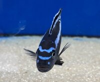 Melanochromis maingano (cyaneorhabdos) 5-6 cm