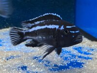 Melanochromis maingano (cyaneorhabdos) 5-6 cm