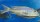 Buccochromis lepturus 16-20 cm