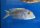 Buccochromis lepturus 16-20 cm