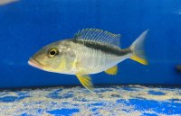 Buccochromis rhoadesi yellow 17-19 cm
