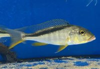 Buccochromis rhoadesi yellow 18-22 cm
