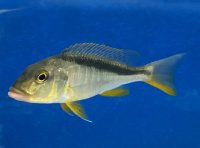 Buccochromis rhoadesi yellow 18-22 cm