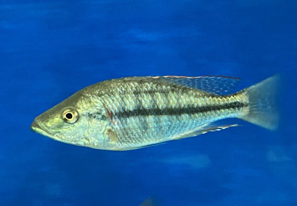 Dimidiochromis strigatus 20-22 cm