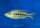 Dimidiochromis strigatus 20-22 cm