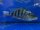 Fossorochromis rostratus 16-18 cm