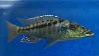 Lichnochromis acuticeps 13-16 cm