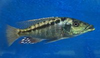 Lichnochromis acuticeps 13-16 cm