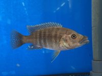 Melanochromis (Abactochromis) labrosus 7-10 cm