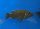 Melanochromis (Abactochromis) labrosus 8-10 cm