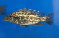 Nimbochromis linni 12-15 cm