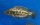 Nimbochromis linni 12-15 cm