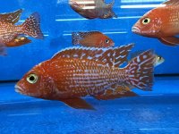 Aulonocara spec. Fire Fish 9-10 cm