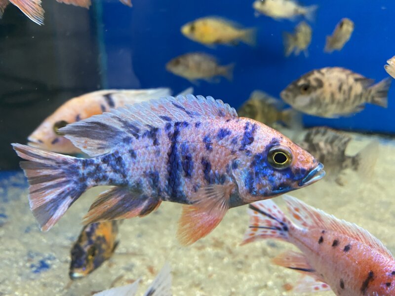 Aulonocara spec. O.B. marmelade 7-10 cm