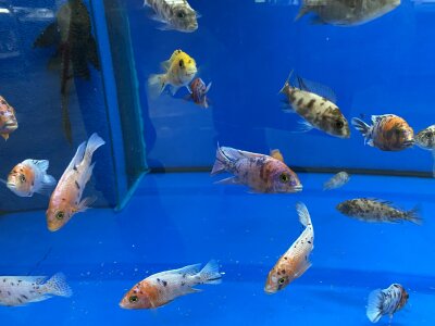 Aulonocara spec. O.B. marmelade 7-10 cm