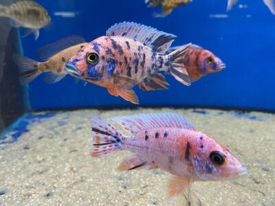 Aulonocara spec. O.B. marmelade 7-10 cm
