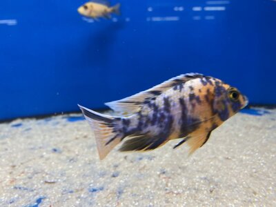 Aulonocara spec. O.B. marmelade 7-10 cm