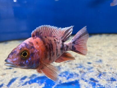 Aulonocara spec. O.B. marmelade 7-10 cm