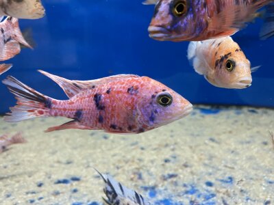 Aulonocara spec. O.B. marmelade 7-10 cm