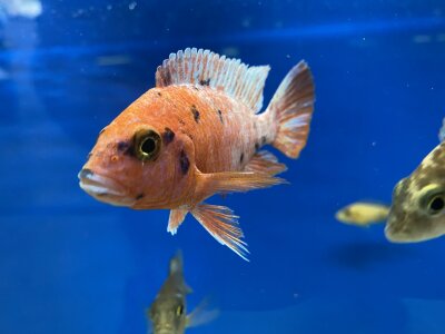 Aulonocara spec. O.B. marmelade 7-10 cm