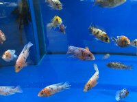 Aulonocara spec. O.B. marmelade 7-10 cm