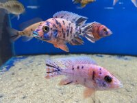 Aulonocara spec. O.B. marmelade 7-10 cm