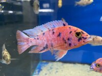 Aulonocara spec. O.B. marmelade 7-10 cm