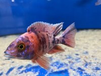 Aulonocara spec. O.B. marmelade 7-10 cm