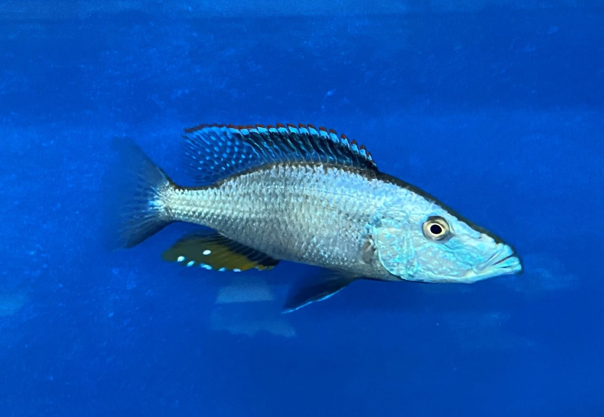 Dimidiochromis Compressiceps- Cichlidenstadel, 31,90