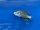 Dimidiochromis compressiceps 10-13 cm
