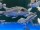 Melanochromis lepidophage (lepidiadaptes) 4-6 cm