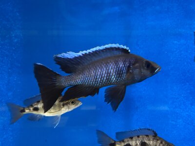 Otopharynx spec. walteri 10-12 cm
