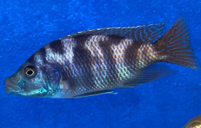 Placidochromis milomo red 8-10 cm