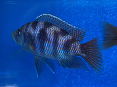 Placidochromis milomo red 8-10 cm