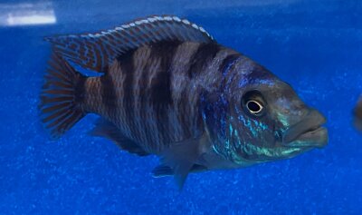 Placidochromis milomo red 8-10 cm