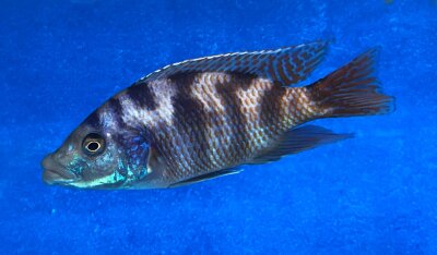 Placidochromis milomo red 8-10 cm