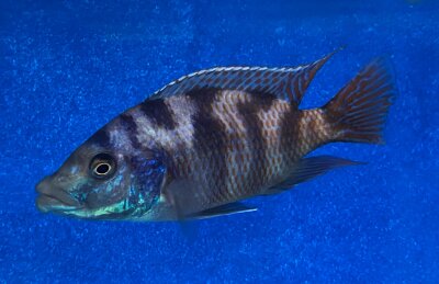 Placidochromis milomo red 8-10 cm