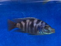Placidochromis milomo red 8-10 cm