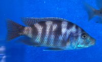 Placidochromis milomo red 8-10 cm
