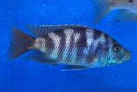 Placidochromis milomo red 8-10 cm