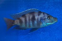 Placidochromis milomo red 8-10 cm