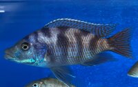 Placidochromis milomo red 8-10 cm