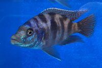 Placidochromis milomo red 8-10 cm